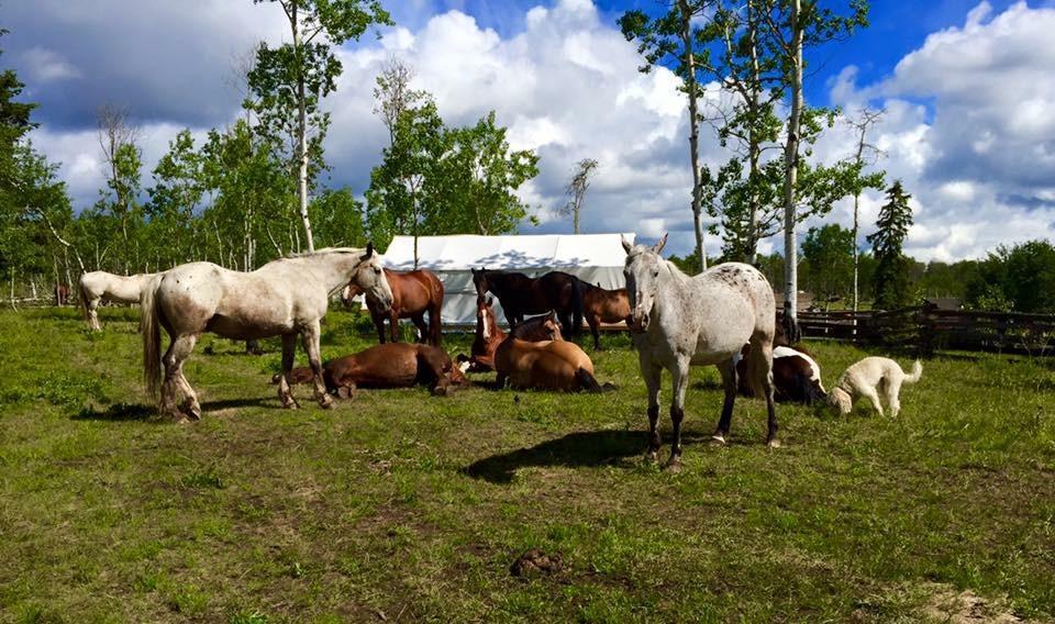 Flying U Ranch Hotell Seventy Mile House Eksteriør bilde